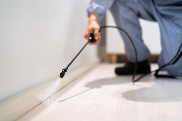 Licensed Ant Control service in Winter Beach, FL - Nex Pest Control